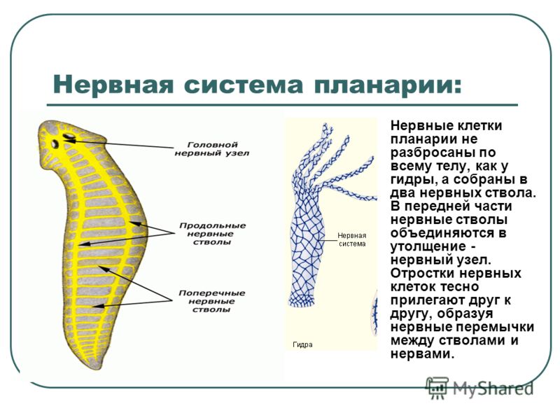 Kraken13 at сайт