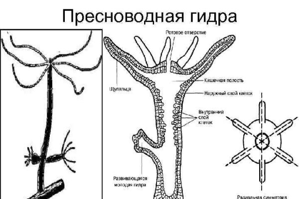 Кракен онион зеркало vtor run