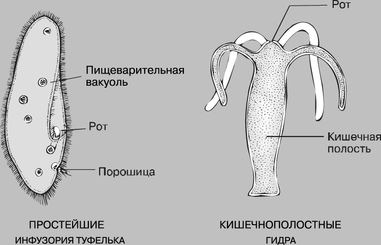 Оригинальный сайт кракен